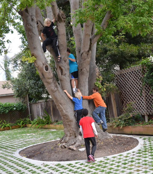 Children climbing a tree.